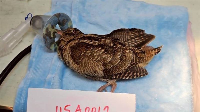 桃園鳥會成立「1診所」 年救逾2千條生命