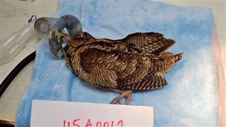 桃園鳥會成立「1診所」　年救逾2千條生命