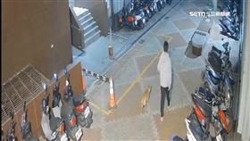 獨／大黃狗遭3樓丟下！肝臟碎裂救援心疼