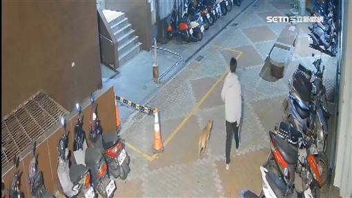 拳頭硬了！男誘浪浪回家從高樓拋下動機曝