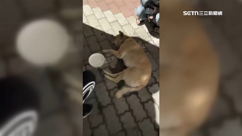 狗狗被檢查出肝臟破裂，骨盆骨折，一度命危