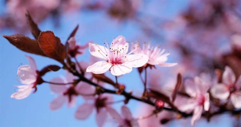 春節連假結束，篠安老師盤點12星座本周運勢。（示意圖／Pixabay）