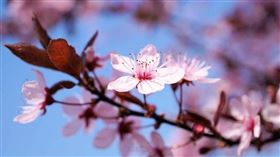 春節連假結束，篠安老師盤點12星座本周運勢。（示意圖／Pixabay）