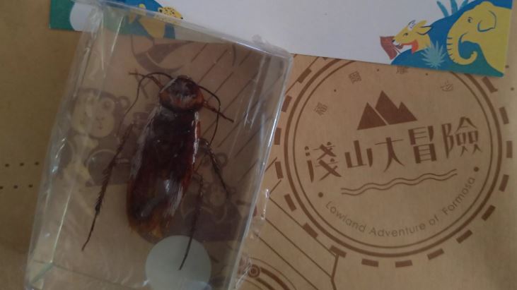 刮刮樂抽中「蟑螂標本」!一查價值驚呆了