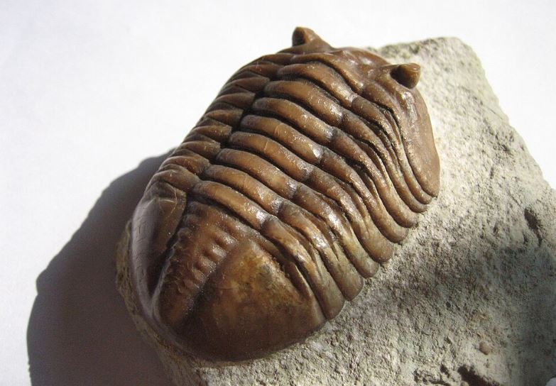 三葉蟲是非常知名的化石動物，其知名度可能僅次於恐龍。（圖／翻攝自維基百科）