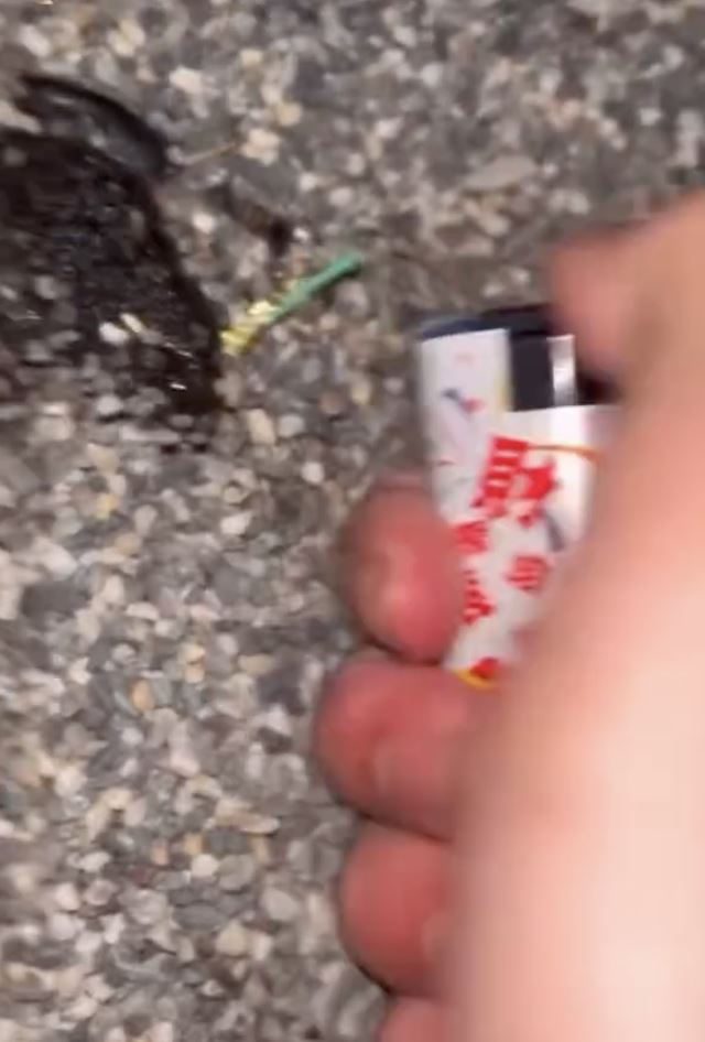 台南某高工學生「鞭炮炸蛙」畫面曝光，引起動保人士和網友撻伐。（圖／翻攝IG）