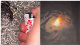 台南,保七總隊,青蛙,動保,罰金,虐待,鞭炮（圖／翻攝IG）