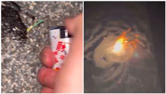 台南2高工生想當網紅「炮炸青蛙」網罵翻