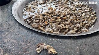 「熬整鍋小鴨屍」餵豬…畫面曝！縣府震怒