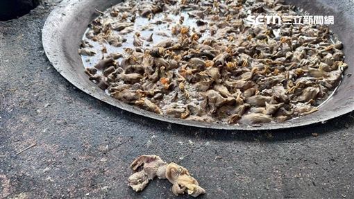 「熬整鍋小鴨屍」餵豬…畫面曝！縣府震怒