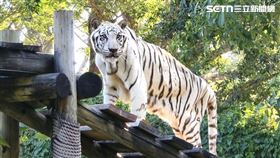 昭海,白老虎,高雄,壽山動物園,死亡,高齡（圖／翻攝畫面）