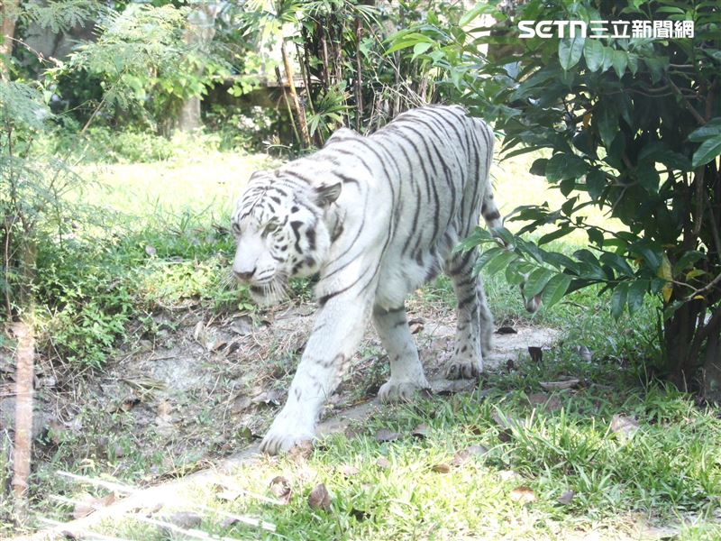 曾有遊客因「昭海」高齡消瘦的體態誤認為營養不良。（圖／翻攝畫面）