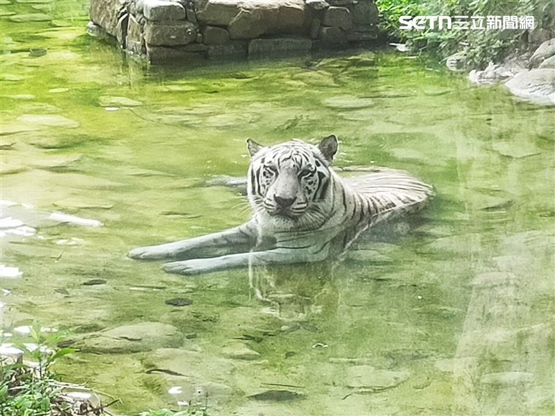 壽山動物園強調，「昭海」22日在最熟悉的環境及保育員與獸醫的陪伴下安詳離世。（圖／翻攝畫面）