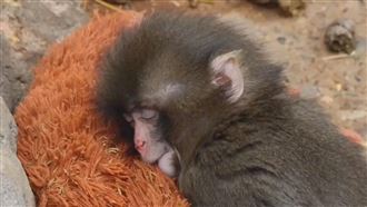 只有玩偶慰藉！專家揭秘Panchi君遺棄真相