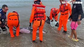 海口,車城,虎鯨,海洋,沙灘,國立成功大學鯨豚中心,海巡署第八巡防區指揮部,擱淺,死亡（圖／翻攝畫面）