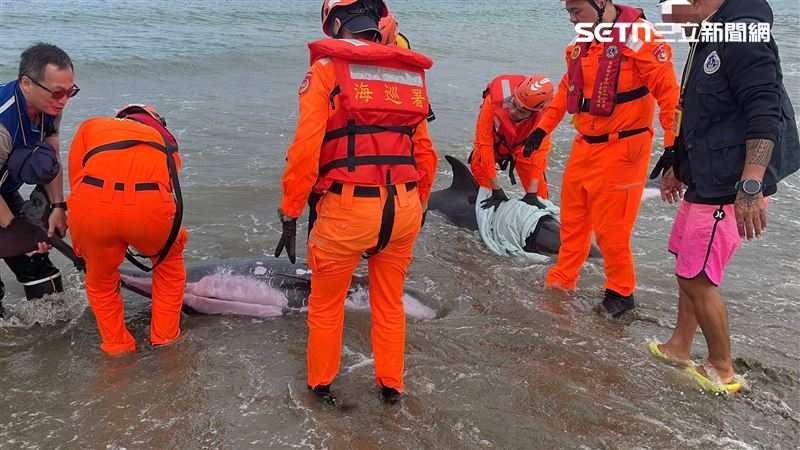 畫面曝!11隻小虎鯨「集體擱淺」4死7急救