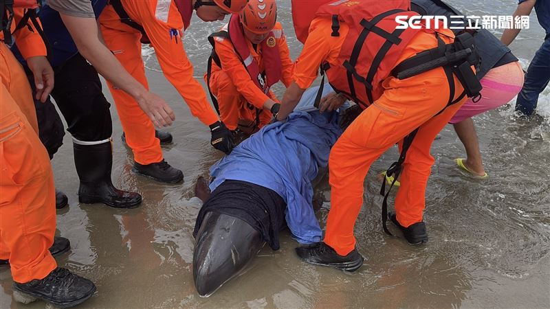 現場人員以濕毛巾包覆虎鯨外，也持續用海水進行保濕、降溫及生命跡象觀察。（圖／翻攝畫面）