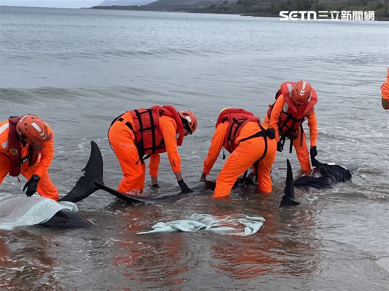 19人與時間賽跑，因為虎鯨一旦擱淺，內臟會受自身體重壓迫，水分流失速度快，慢一秒都不行。（圖／翻攝畫面）