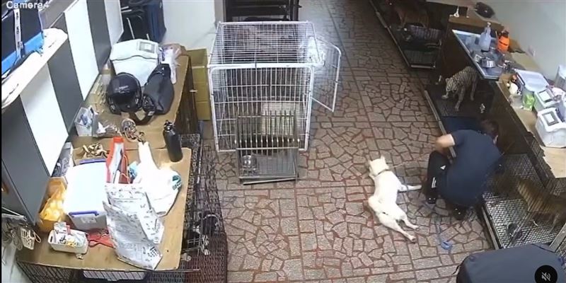 桃園楊梅某知名訓犬機構爆出虐狗爭議。（圖／翻攝自Threads）