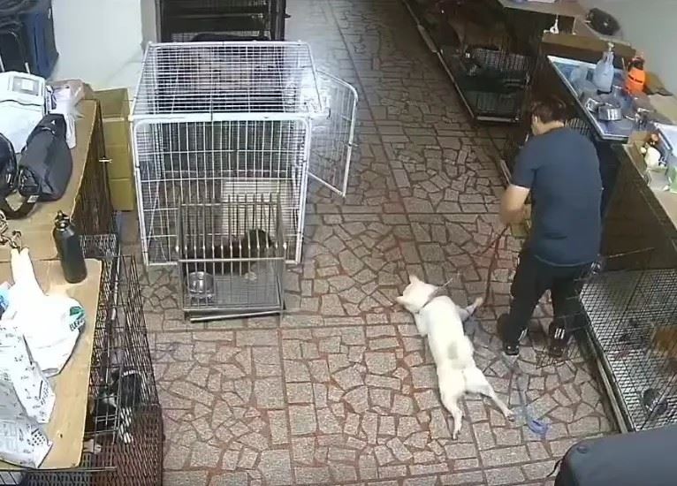 桃園知名訓犬中心驚爆虐狗，網路上流出P字繩強行拖拉犬隻影片，害狗兒癱軟失禁。(圖/翻攝threads）