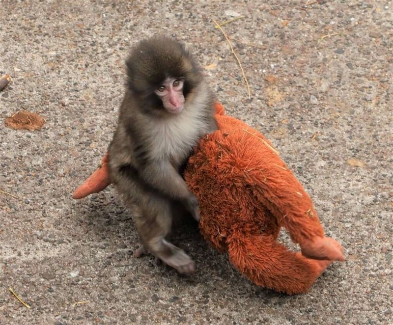日本千葉縣市川市動植物園一隻7個月大的日本獼猴Panchi君（パンチ）近日在社群媒體爆紅。（翻攝自X＠ichikawa_zoo）