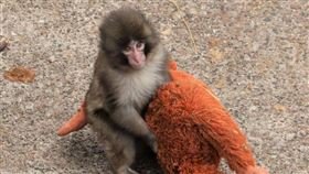 日本千葉縣市川市動植物園一隻7個月大的日本獼猴Panchi君（パンチ）近日在社群媒體爆紅。（翻攝自X＠ichikawa_zoo）