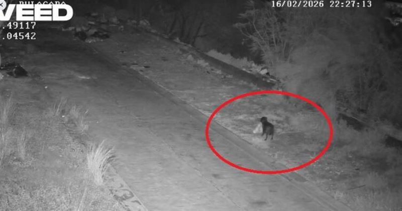 監視器連續拍到狗隻叼垃圾袋丟棄街頭，警方懷疑經過刻意訓練。（圖／翻攝自臉書，卡塔尼亞市政府）