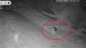 監視器連續拍到狗隻叼垃圾袋丟棄街頭，警方懷疑經過刻意訓練。（圖／翻攝自臉書，卡塔尼亞市政府）