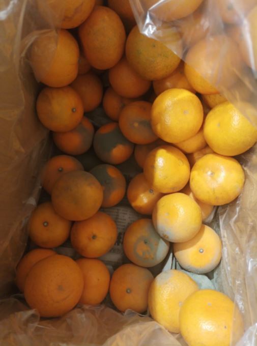 員工爆料，同一箱的茂谷柑已長出綠黴，其他顆茂谷柑擦拭過後仍繼續賣給消費者。(圖／翻攝自Threads)