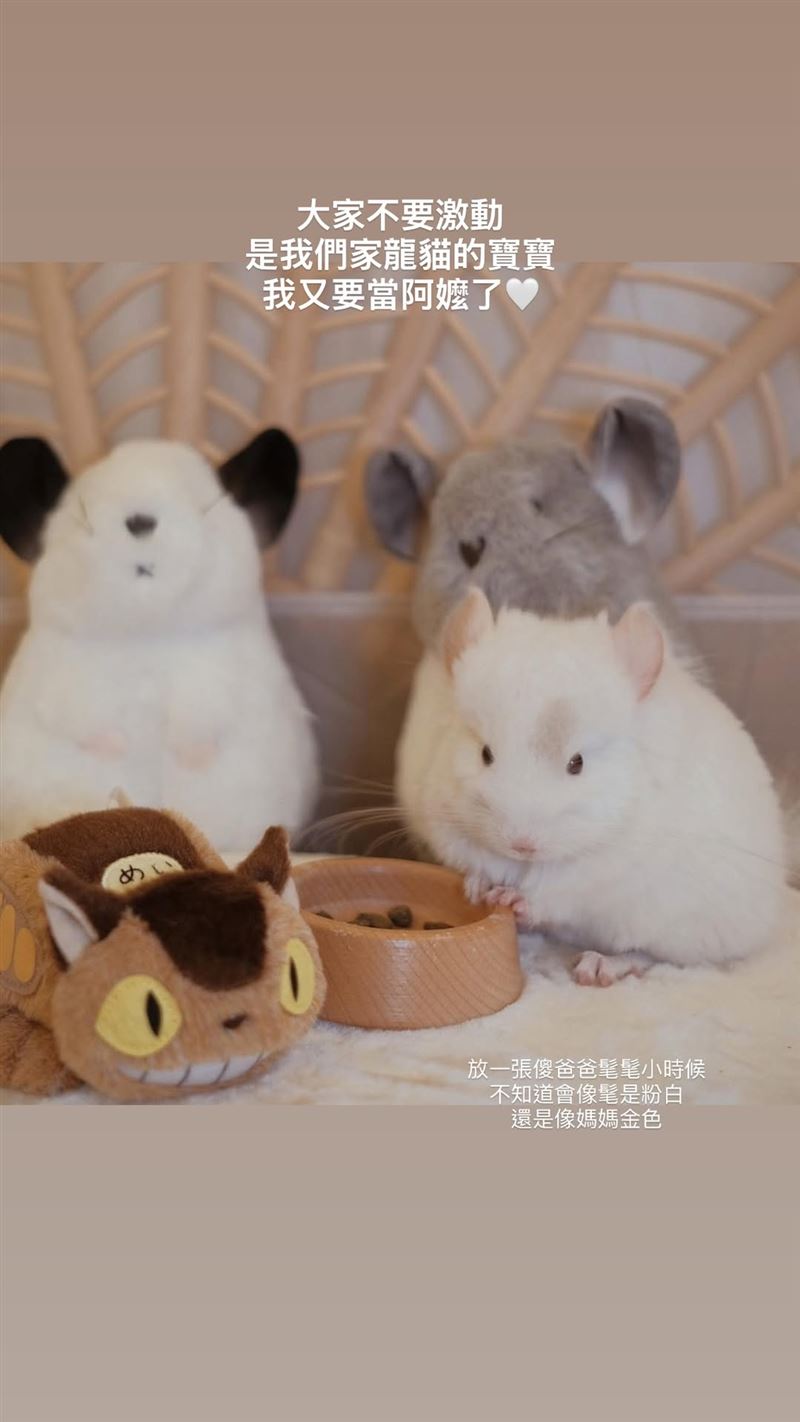 花花分享家中南美栗鼠超音波畫面。（圖／翻攝自花花IG）