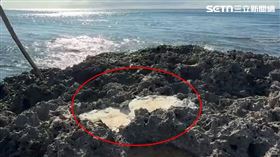 墾管處,墾丁,礁岩,水泥,業者,潛水,生意,梅花鹿（圖／翻攝畫面）