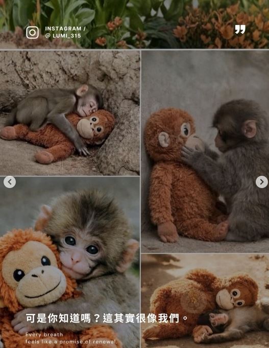 看到牠緊抱布偶全球心疼，日本勇敢年幼彌猴Pnchi君教我們這10堂課，令人省思。（圖／翻攝自IG @lumi_315）