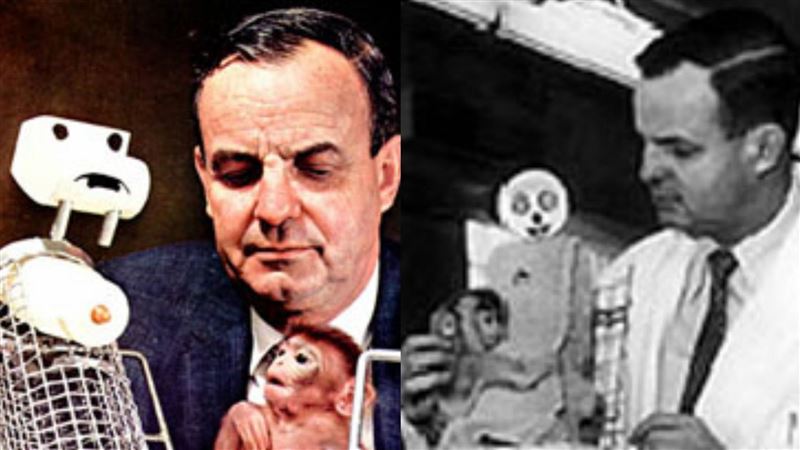 看到牠緊抱布偶全球心疼，日本勇敢年幼彌猴Pnchi君教我們這10堂課，令人省思。（圖／翻攝自The Adoption History Project）