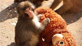 看到牠緊抱布偶全球心疼，日本勇敢年幼彌猴Pnchi君教我們這10堂課，令人省思。（圖／翻攝自X平台 @ichikawa_zoo、翻攝自X＠ichikawa_zoo、翻攝自IG @lumi_315、翻攝自IG@ikeausa、翻攝自翻攝自cabinet-magazine、翻攝自The Adoption History Project、翻攝自cabinet-magazine）