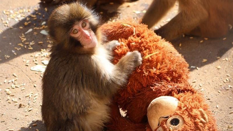 日本勇敢小彌猴Panchi君 教我們這10堂課