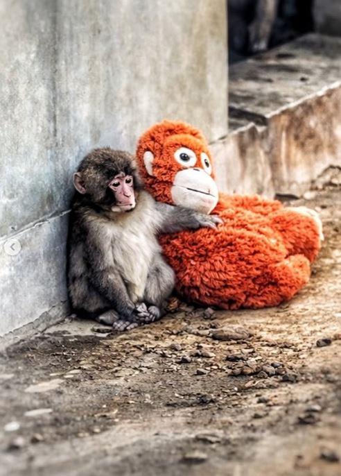 看到牠緊抱布偶全球心疼，日本勇敢年幼彌猴Pnchi君教我們這10堂課，令人省思。（圖／翻攝自IG @machi.give.a.dream1536）