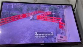 濟公的高粱也敢偷，小偷1天來3次被抓包，假裝拜拜，霧峰，靈隱寺(圖／翻攝畫面)