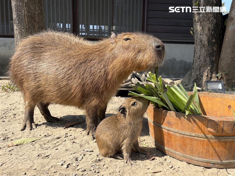 超萌！水豚寶寶「糯米」安平出張所報到，168公尺燈海獻上「元宵祝福」。（圖／翻攝畫面）