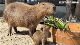 糯米,水豚君,水豚,燈海,台南,安平,安平出張所（圖／翻攝畫面）