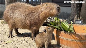 水豚寶寶「糯米」報到　168米燈海獻祝福