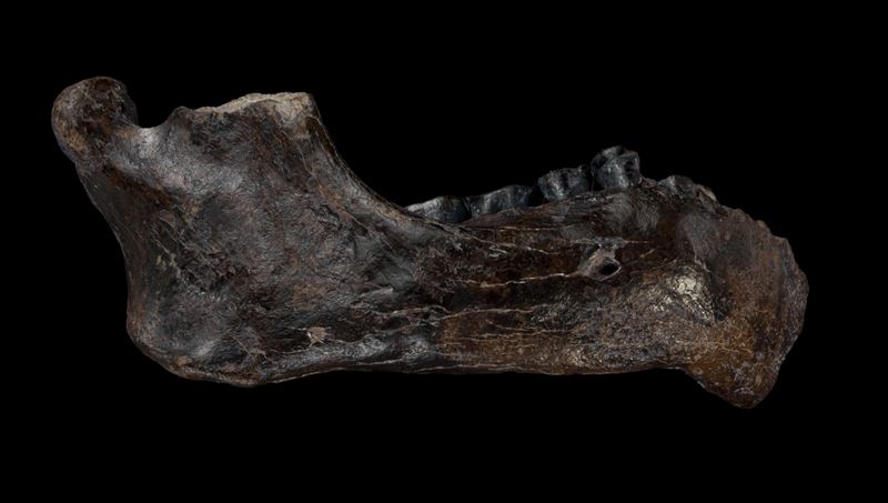 珍貴的「丹尼索瓦人」下顎骨標本，透過數百張不同角度的標本影像，重建成為細緻的立體模型。(圖／翻攝畫面)