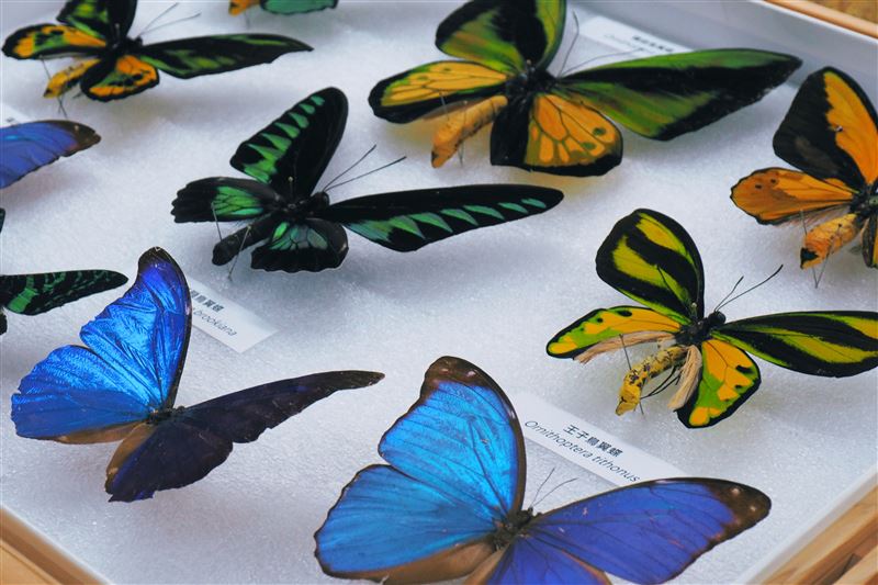 蝴蝶與彩豔吉丁蟲的標本透過3D高斯潑濺技術（3DGS），可高度擬真還原昆蟲身上隨光影變化的色澤。(圖／翻攝畫面)