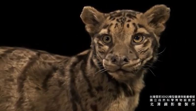 科博館引進全球頂尖的3DGS技術，360度精準呈現台灣雲豹的皮毛光澤與樣態。(圖／翻攝畫面)