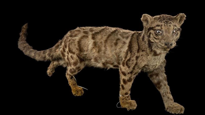 台灣雲豹360度隨你看!珍稀標本零距離