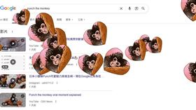 Panchi爆紅後，Google也設計應援彩蛋。（圖／取自Google）