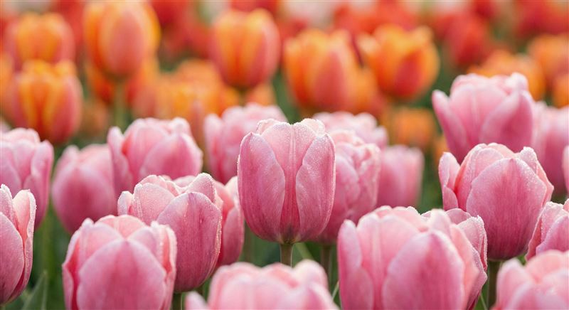 2026士林官邸鬱金香展自2/26起盛大登場，5大展區繽紛花海限時11天。連鎖加盟協會看好「跨界行銷」商機，青青食尚同步推出限定甜點《鬱見春光》。活動期間加Line不僅甜點升級，平日更提供預約接駁，串聯賞花與森林午餐的春日行程！（圖／加盟連鎖協會提供）