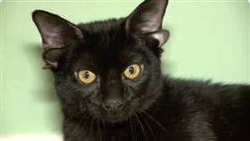 罕見「多耳貓」3特殊超萌外型曝光！領養意願瞬間爆表　申請急喊卡