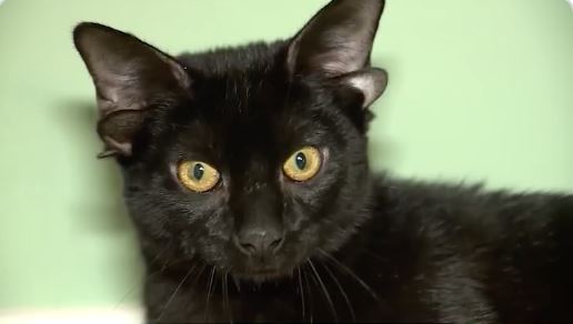 罕見「多耳貓」萌樣曝光!領養意願爆表