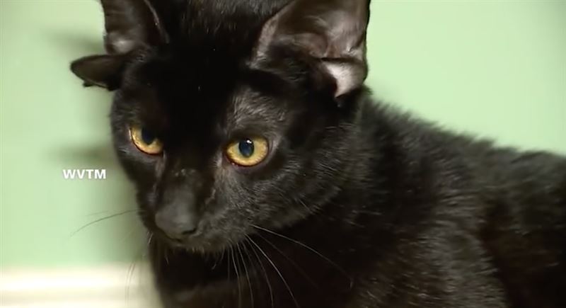 多比的超萌外表擄獲數百名貓奴的心。（圖／翻攝自Threads @cnn)