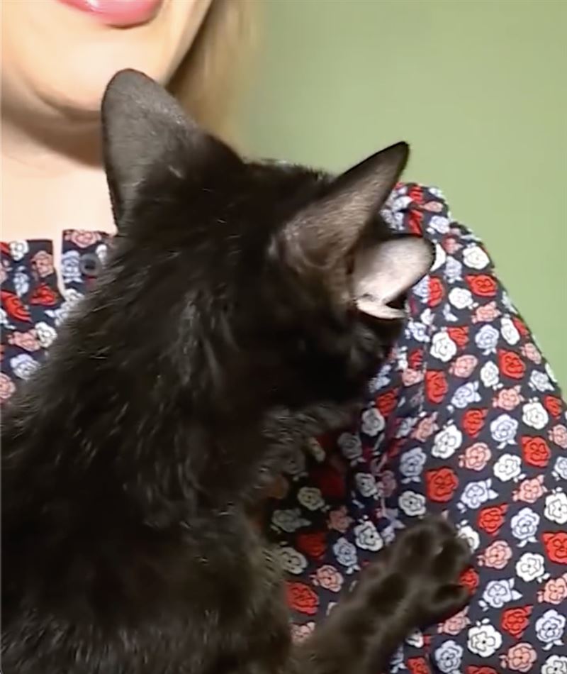 多比擁有多耳、捲尾的罕見基因突變特徵。（圖／翻攝自Threads @cnn）